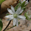 Star Chickweed