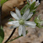 Star Chickweed