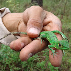 Iguana