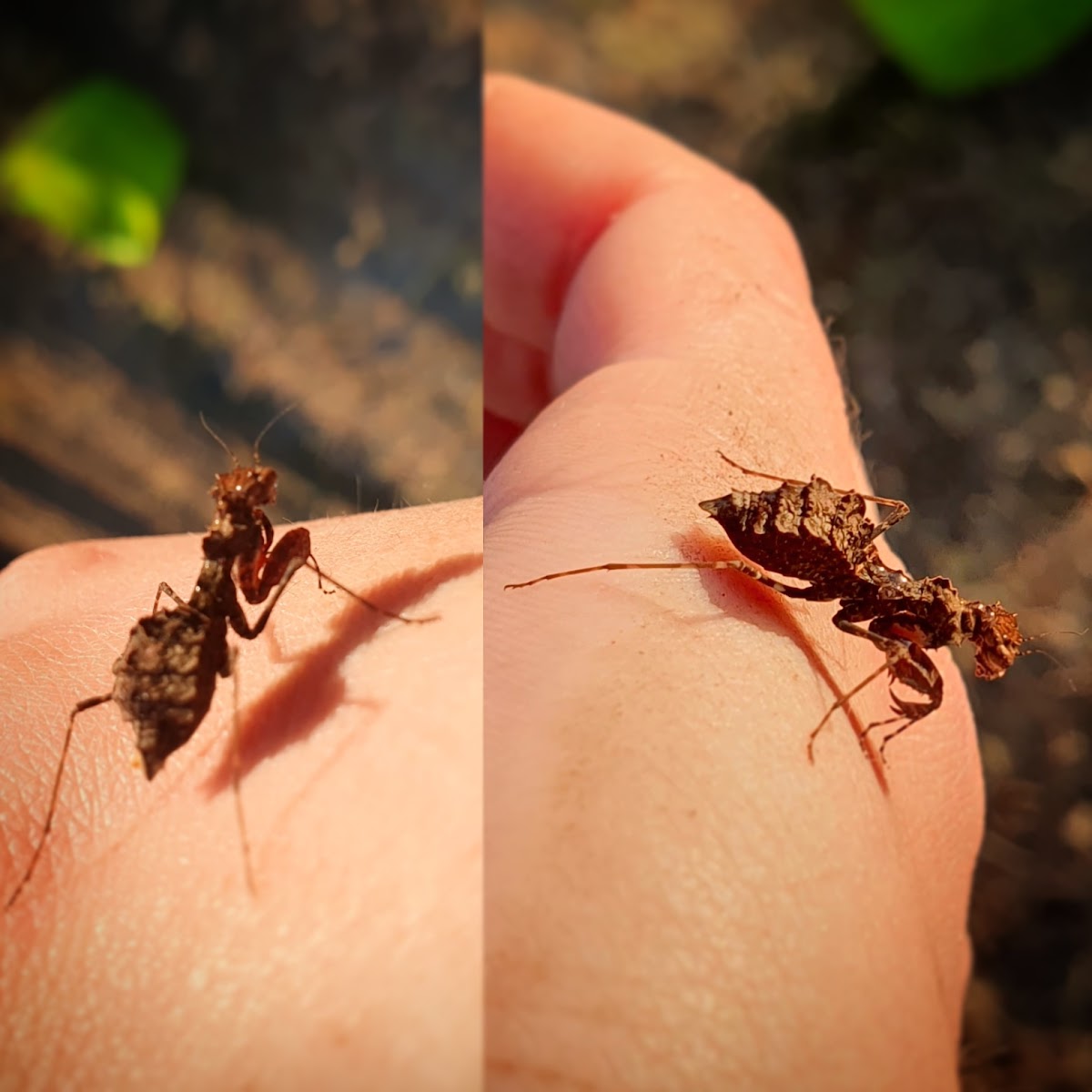 Boxer Bark Mantis