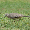 Inca Dove