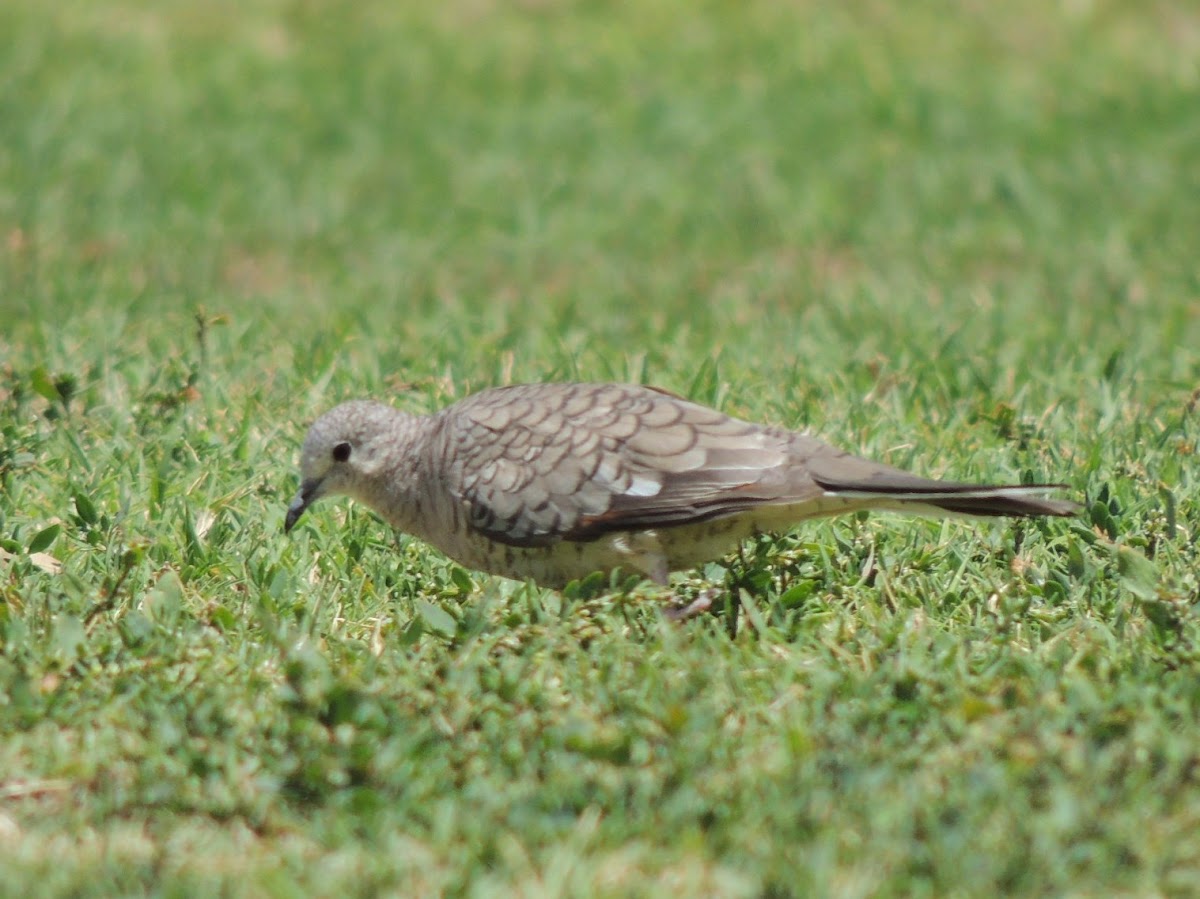 Inca Dove