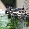 Australian Flatwing