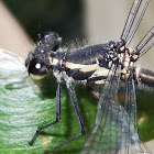 Australian Flatwing