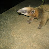 Southern Tamandua