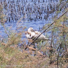 Spoonbill; Espátula