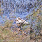 Spoonbill; Espátula