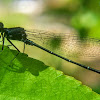 Marsh dancer, Black Marsh Dart.