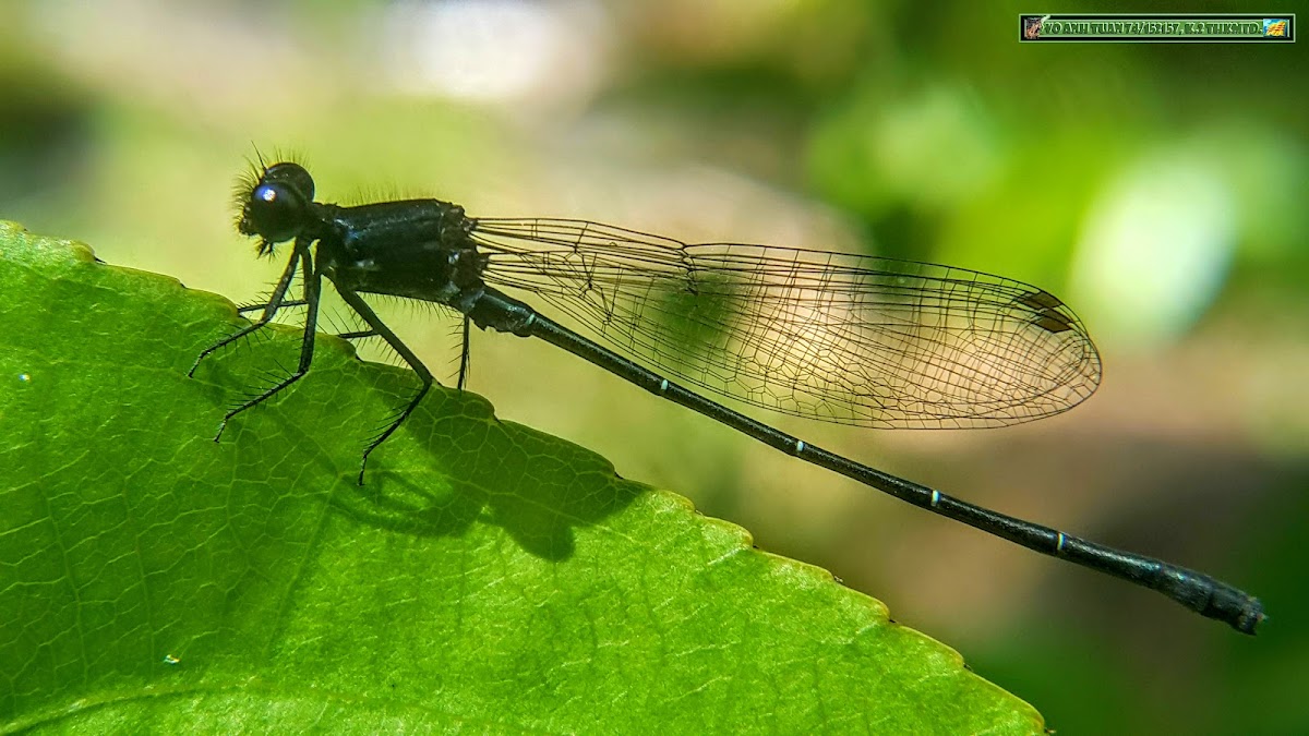 Marsh dancer, Black Marsh Dart.