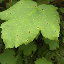 Sycamore maple