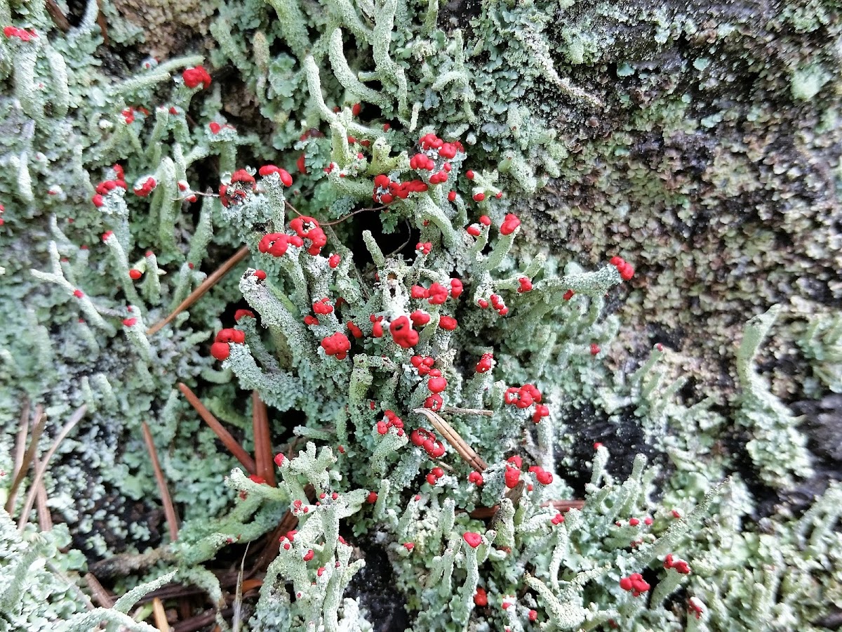 British soldiers lichen