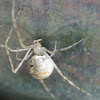 Cobweb Spider