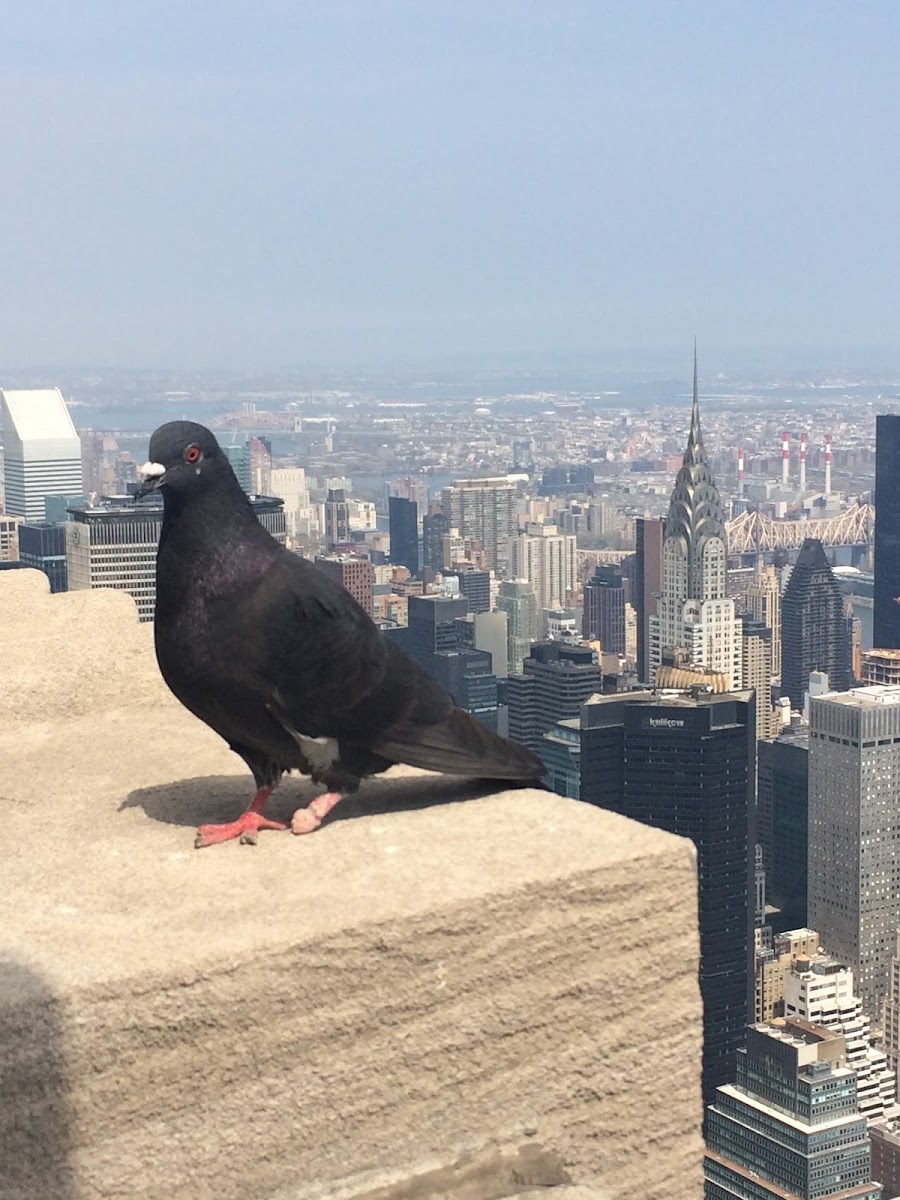 Black Imperial Pigeon