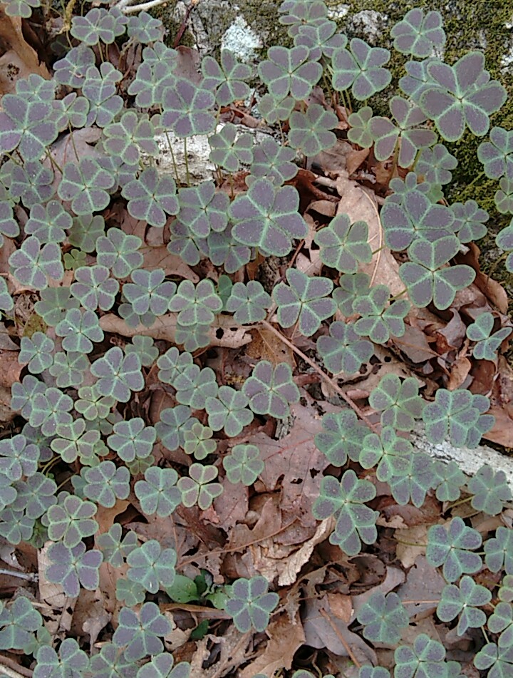 Wood Sorrel