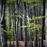 Quadro nel bosco di 