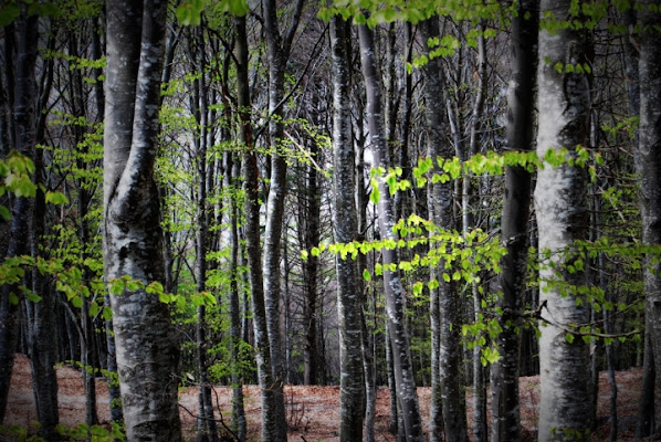 Quadro nel bosco di Daniac