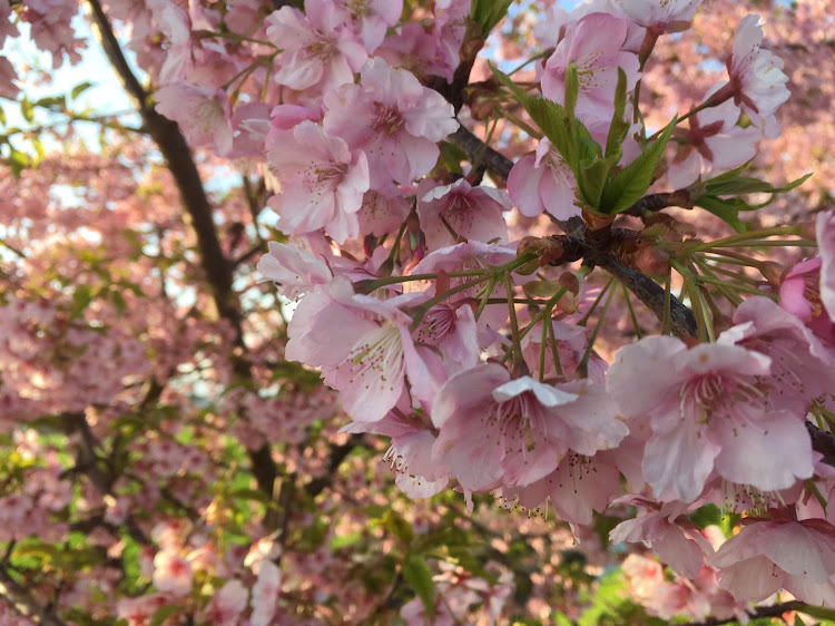 コペンのドライブ・桜？に関するカスタム事例の投稿画像3枚目