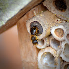 Patchwork Leafcutter Bee