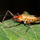 Zelus Assassin Bug