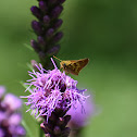 Peck's Skipper