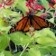 Monarch butterfly