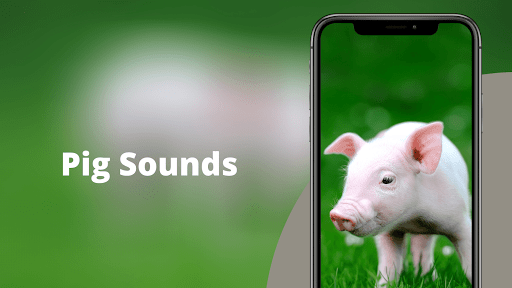 Screenshot Pig Sounds