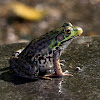 Green Frog