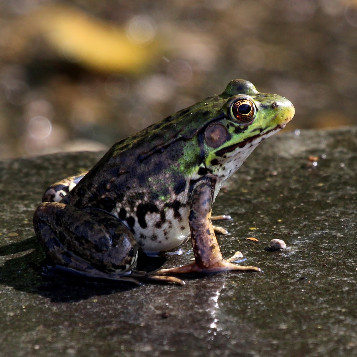 Green Frog