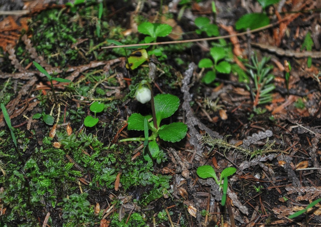 One-Flowered Wintergreen