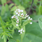 Bastard Toadflax