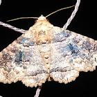 Erebidae moth