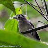 Sooty-capped Babbler?
