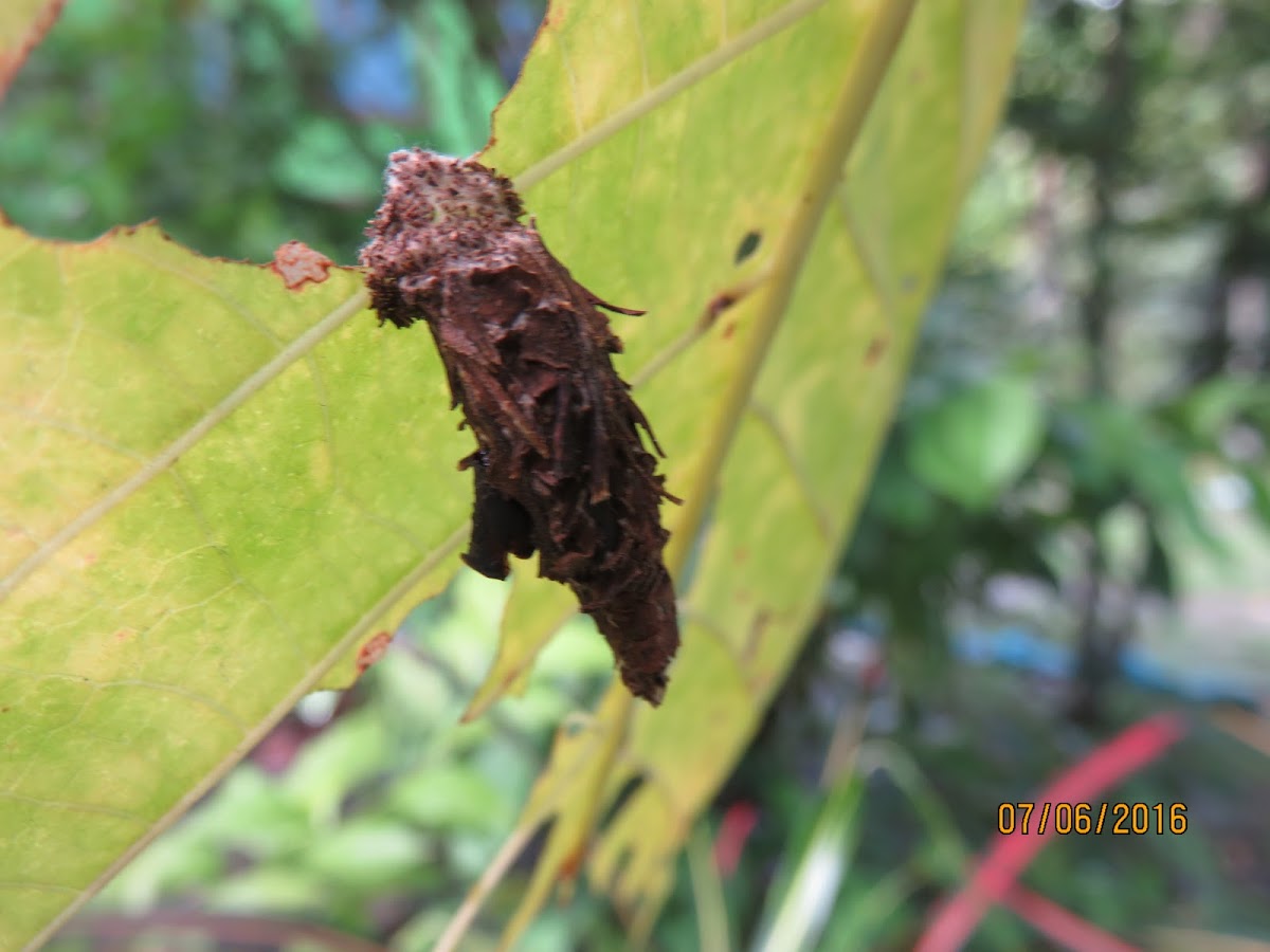 Bagworm Moth