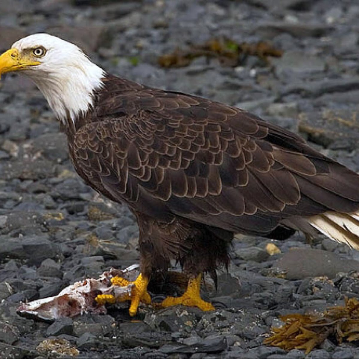 Bald Eagle