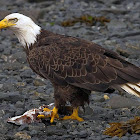 Bald Eagle