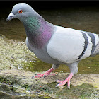 Rock dove