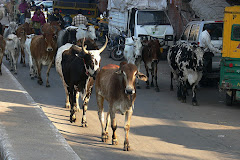 vaches dans la rue