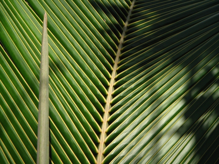 Geometrie della natura di alessandrocastellani