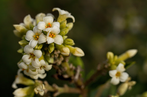 Daphne gnidium