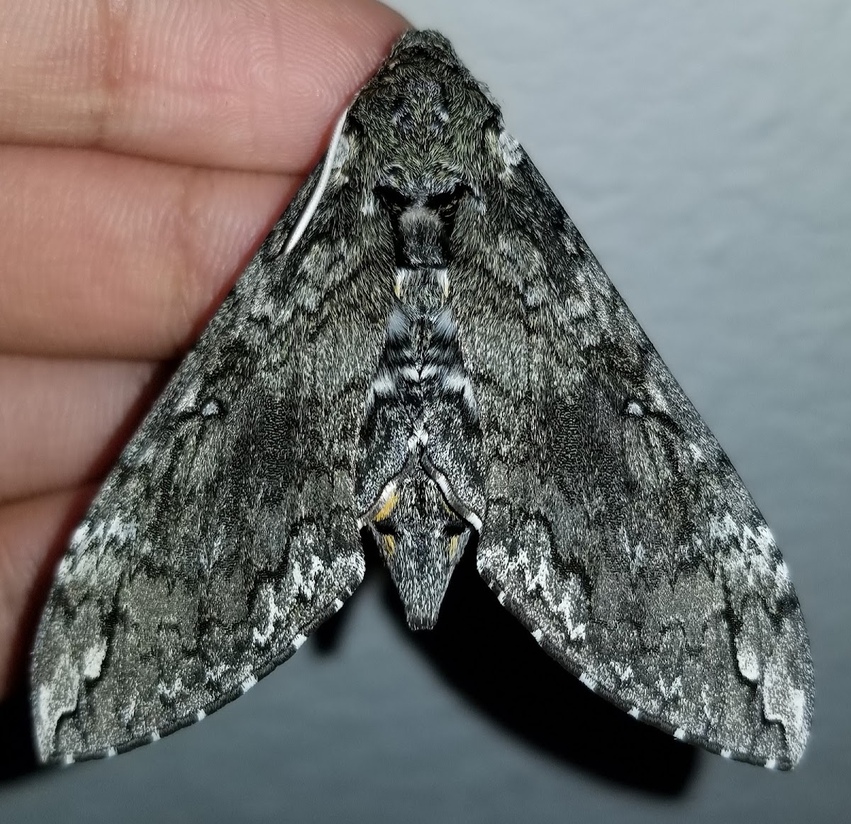 Carolina sphinx