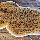 Rusty gilled polypore