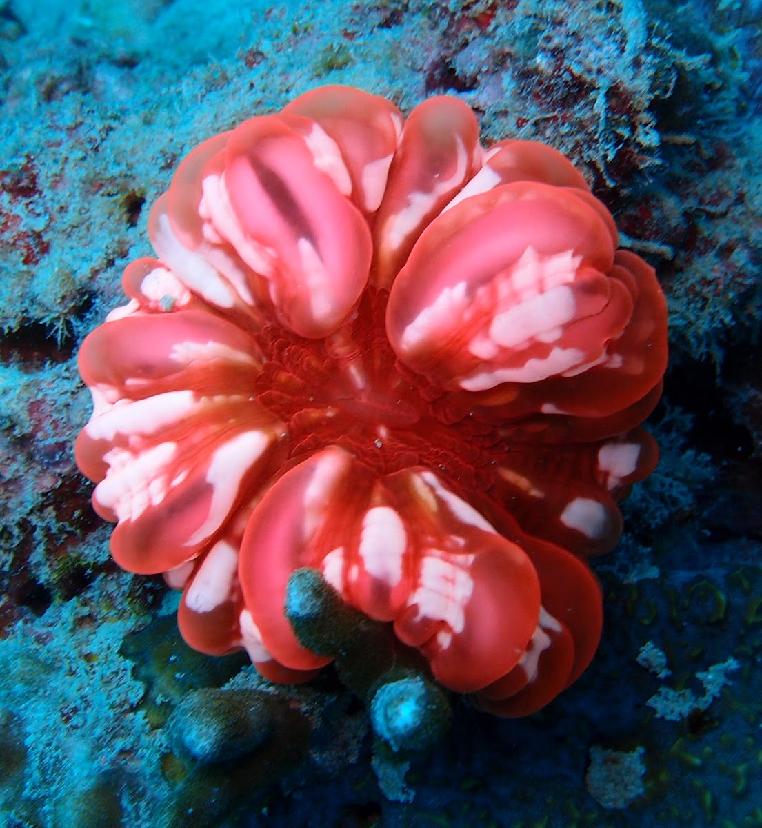 Cynarina Button Coral