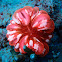 Cynarina Button Coral