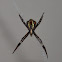 St. Andrew’s Cross Spider (female)