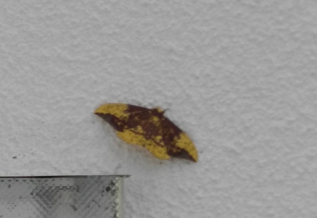 Imperial moth