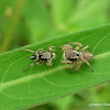 Habronattus mexicanus