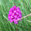 pyramidal orchid