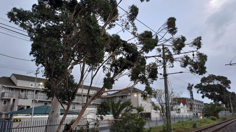 A tree fell on fell on signal power cables and disrupted train services in Cape Town.