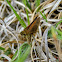 Tawny-Edged Skipper