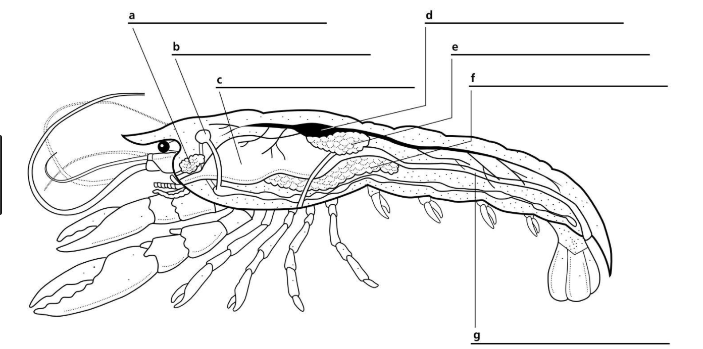 Рачки схематично. Тельсон скорпиона. Crayfish Anatomy.